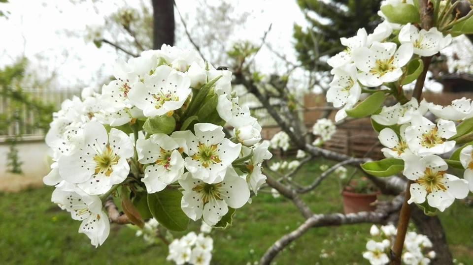 Ripe'S Forest Garden Guest House * Rome