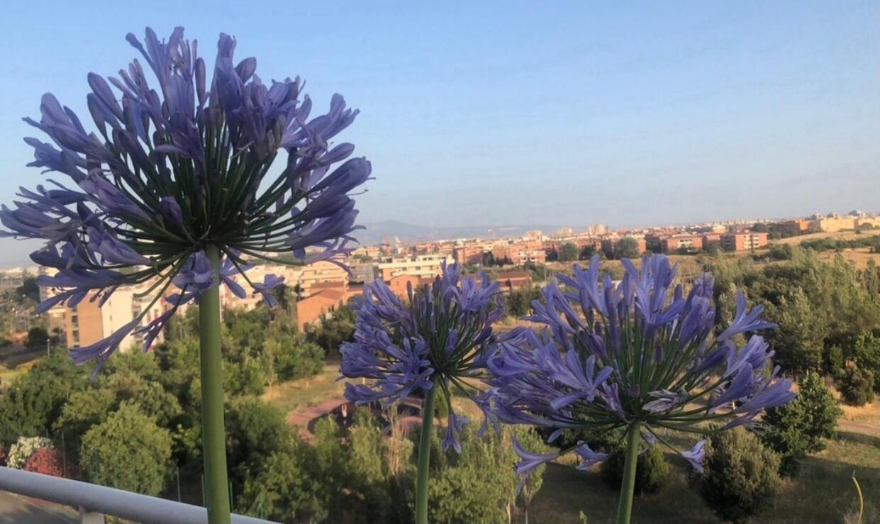 La Dolce Dimora Degli Angeli * Roma