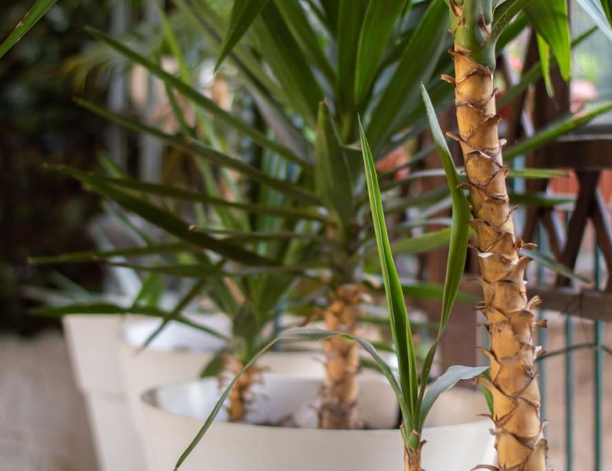Esclusivo A Trastevere Con Terrazzo Apartment Rome