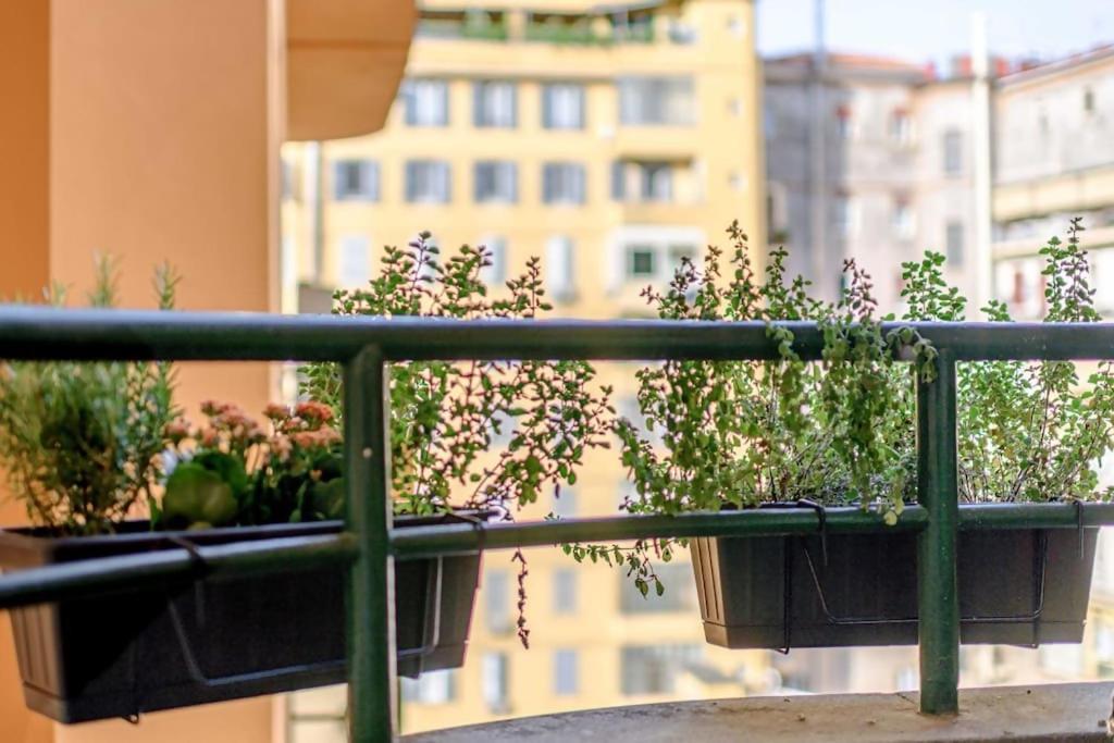 Riboty 10 Roma