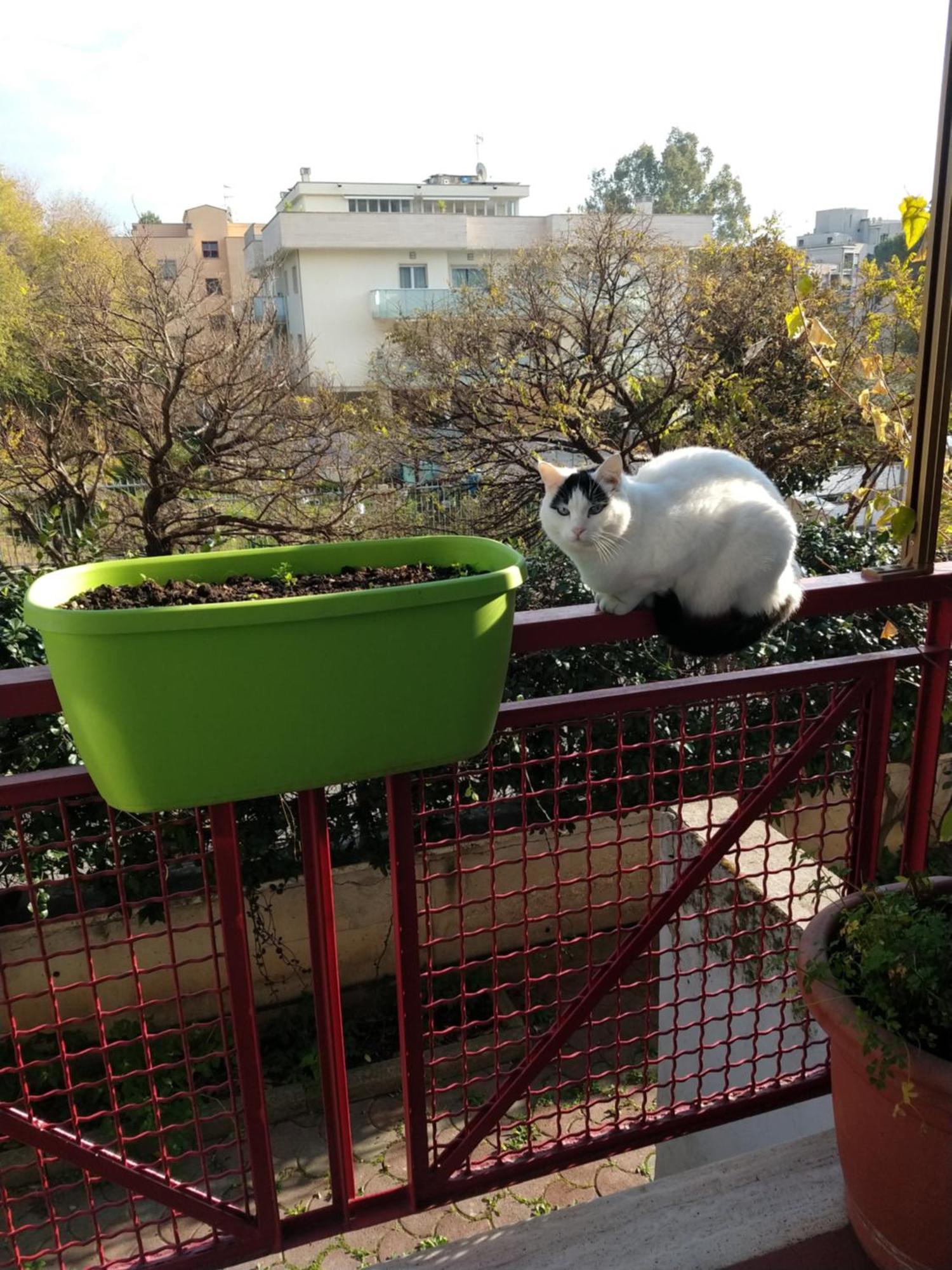 Intero Con Giardino E Parcheggio Apartment Rome