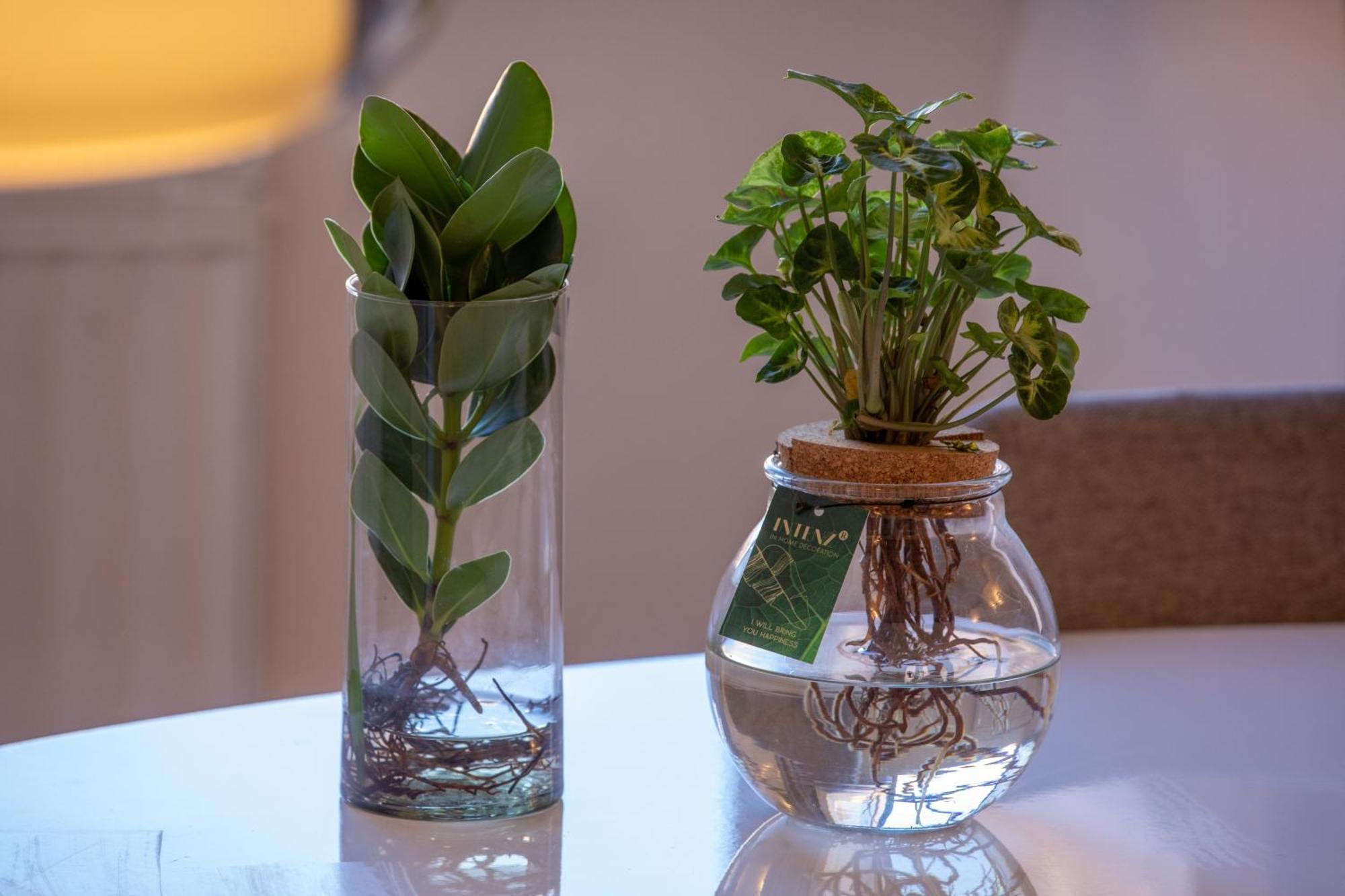 Apartment Navona *