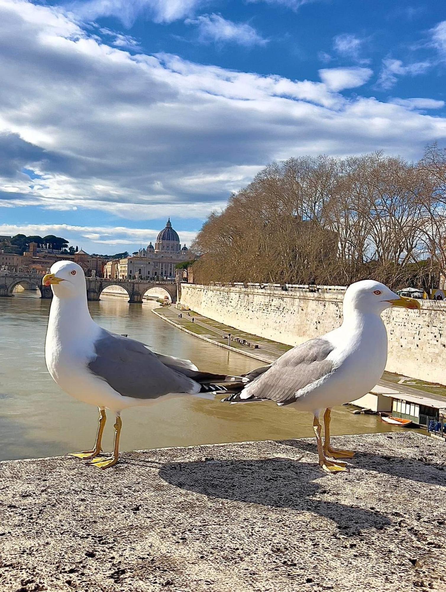 Few Steps From Vatican Appartement