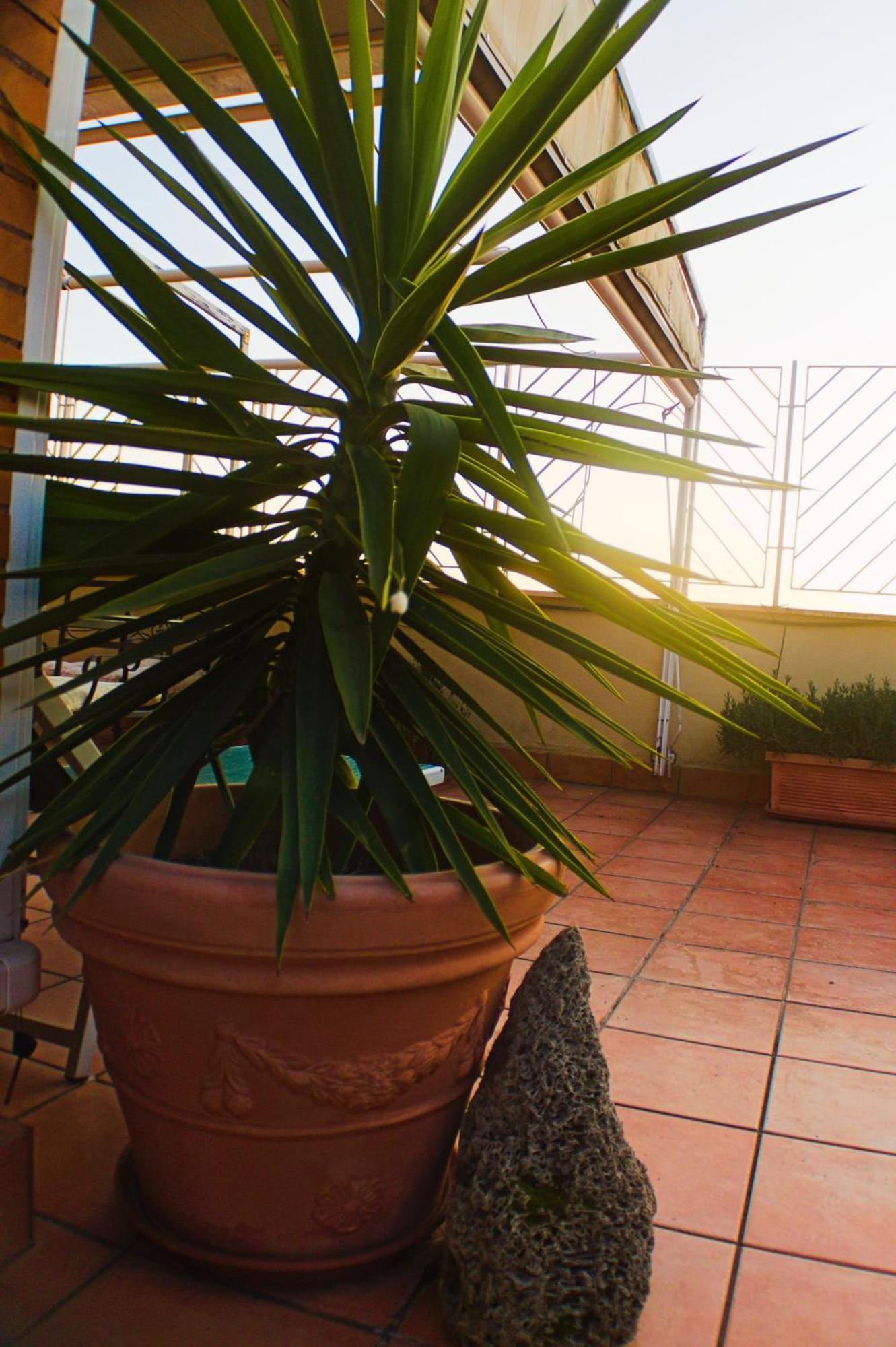 Tiziana's Terrace - Pet Friendly