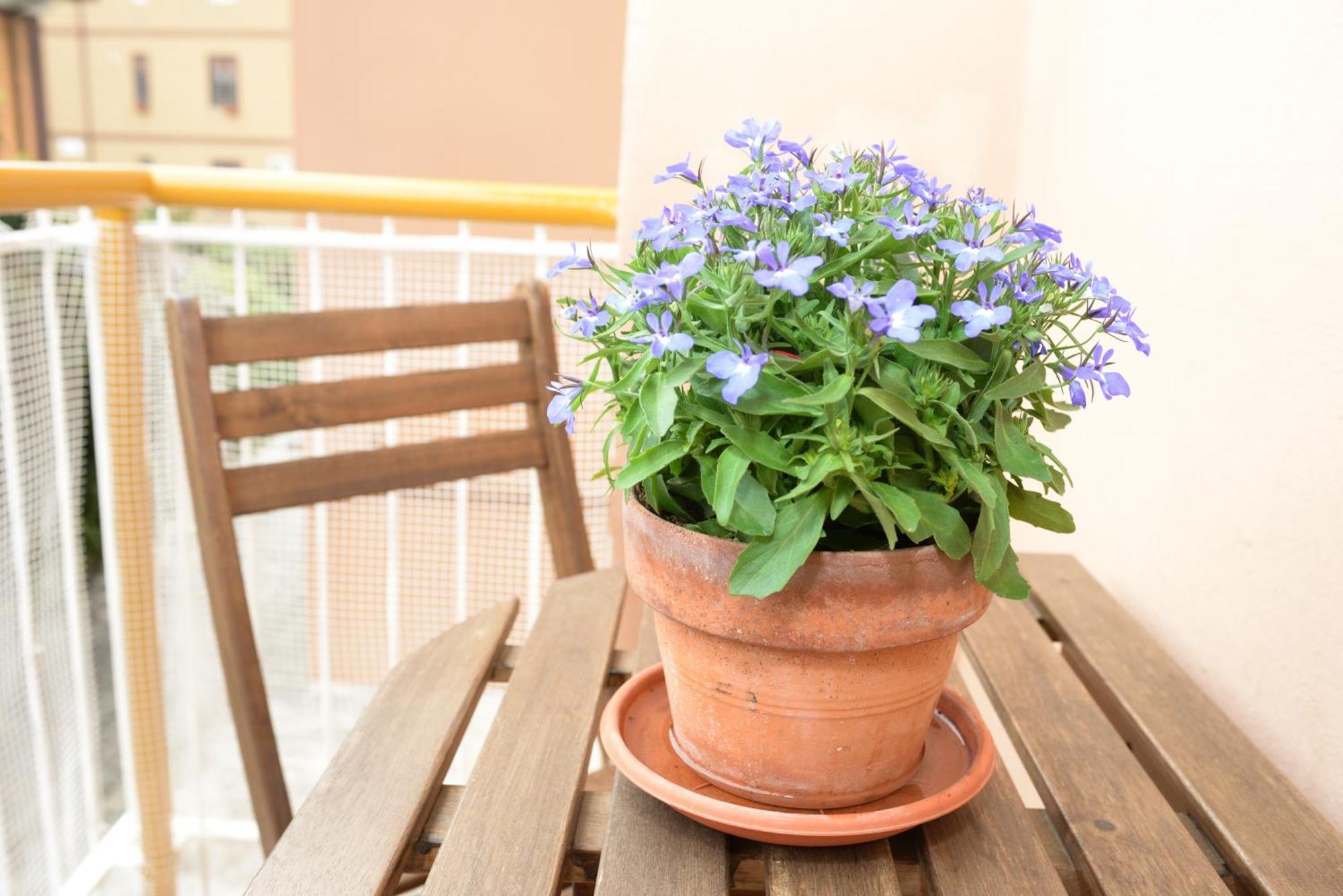 Apartamento Locazione Turistica Di Carlo *