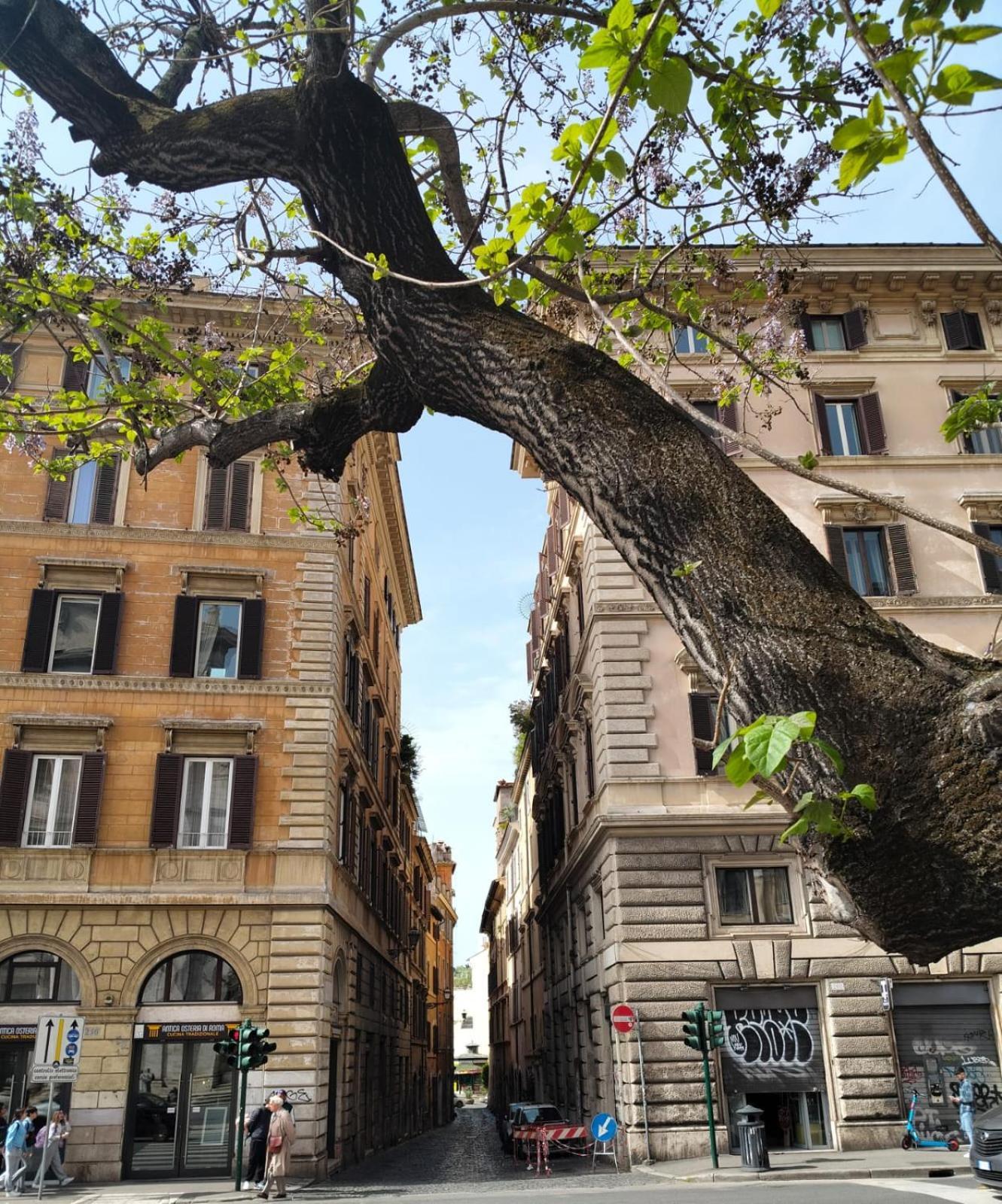 Vatican Near Sweet Terrace Appartement Rome