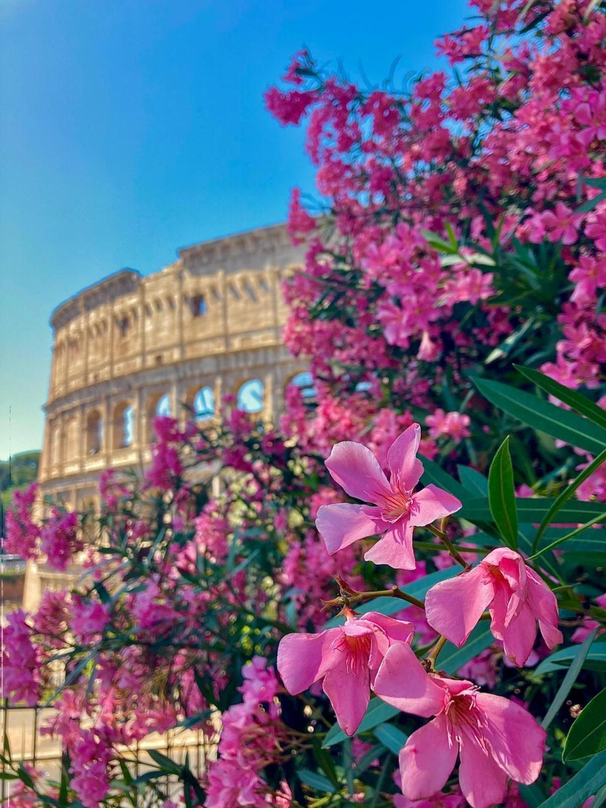 Cozy Colosseo *