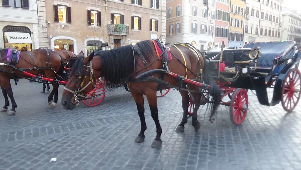 Bed & Breakfast Adduci's House Rome