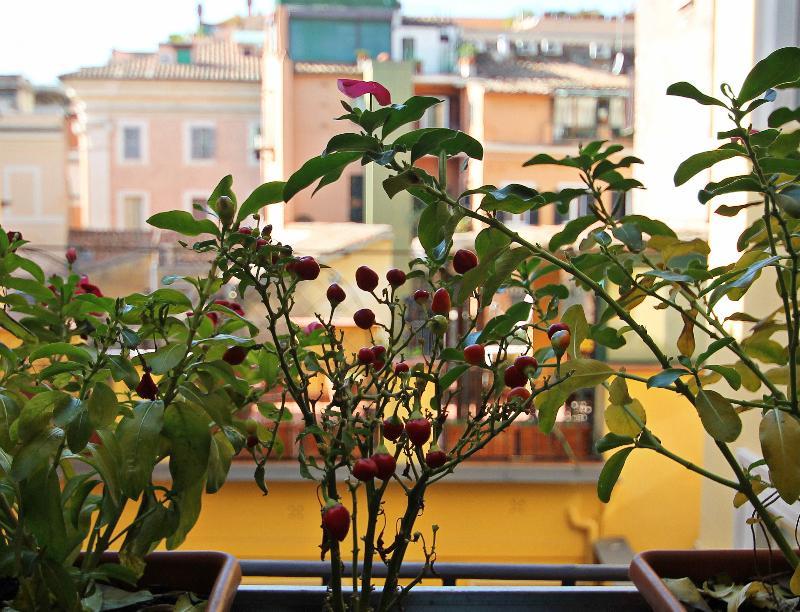 Casa de hóspedes Magenta Campo Dei Fiori Roma