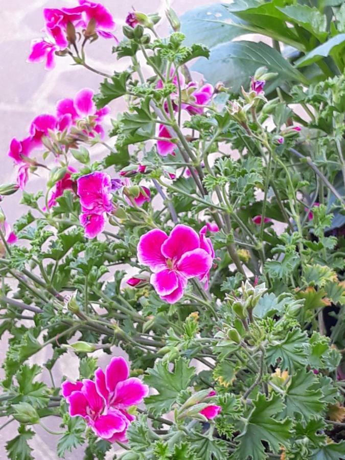 Appartement Flowery House Rome