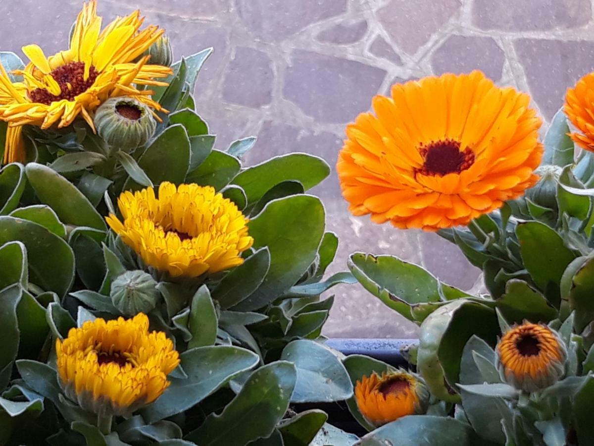 Appartement Flowery House